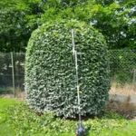 image of a Hedge