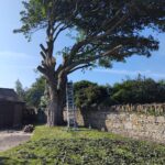 image of a tree