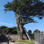 image of a tree
